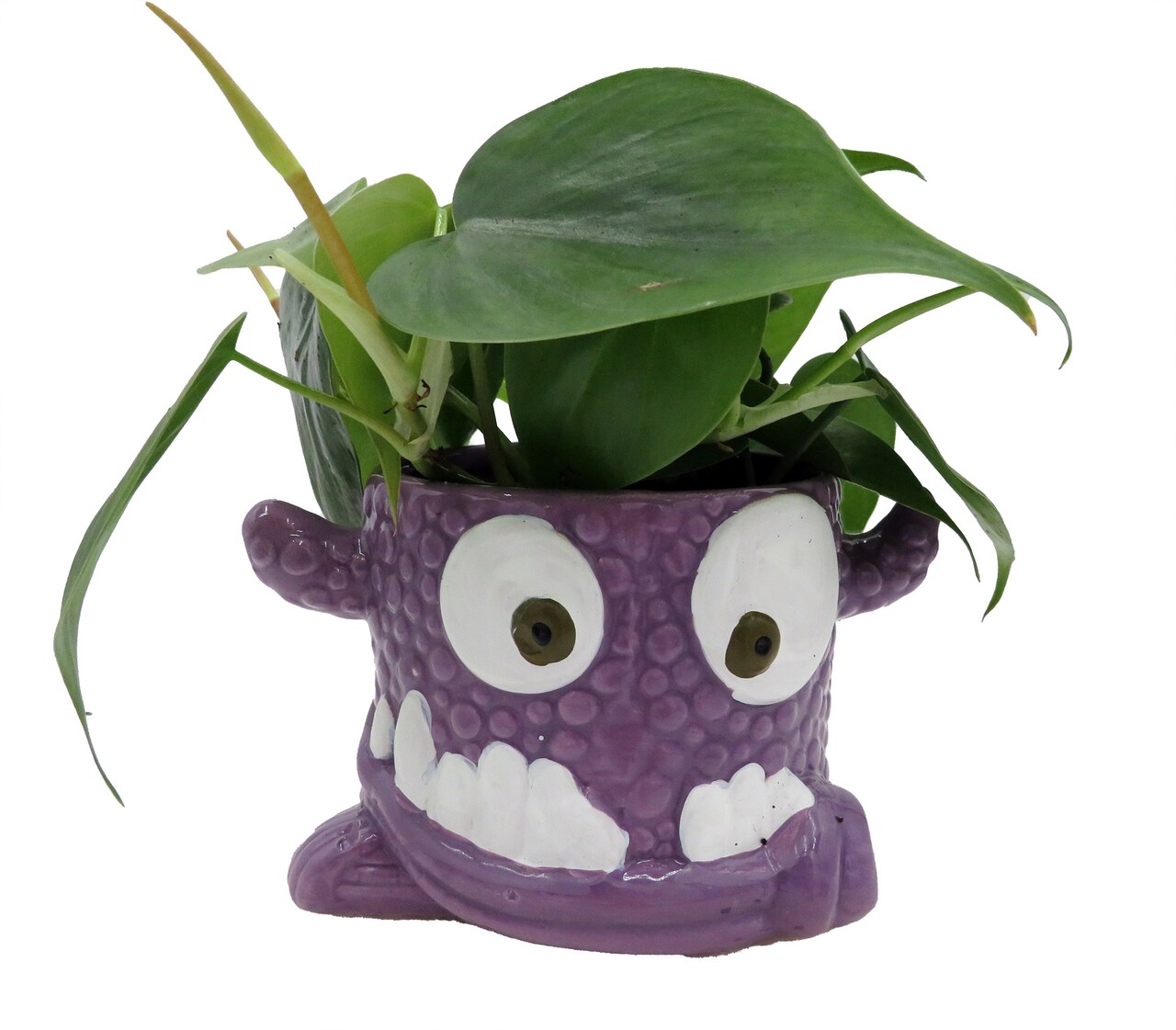 Snaggle Tooth Purple Halloween Planter with House Plant -4" Purple Ceramic Pot